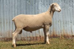 Lot-82
