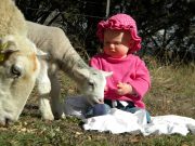 Isla-&-Sheep-058