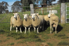 Dubbo-Rams-008