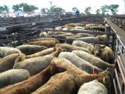 Inverell Steers 005