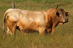 Smithston-Bred-Bulls-used-in-commercial-(1)