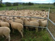 white suffolk x bl merino lambs sired by smithston rams at barella barraba