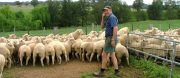 neil-smith-bareela-lambs-by-smithston-rams