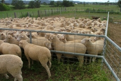 white suffolk x bl merino lambs sired by smithston rams at barella barraba