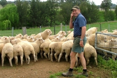 neil-smith-bareela-lambs-by-smithston-rams