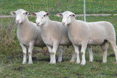Show-Rams-2012-032