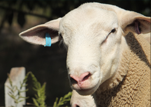 White Suffolks