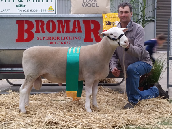 20160911_135230 2016 Bendigo Elite Show Junior Champion Ram