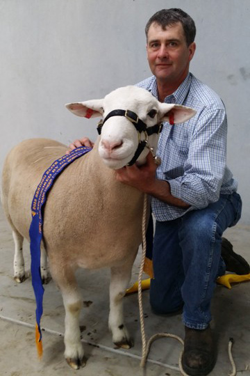 Bendigo Elite Show 2015 - White Suffolks