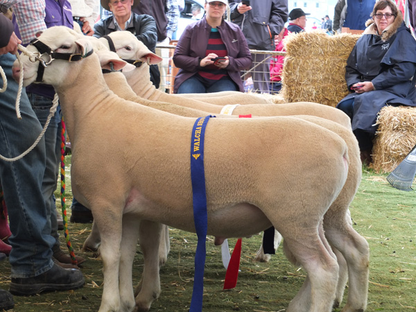 Champion White Suffolk Ram Glen Innes Show 2017