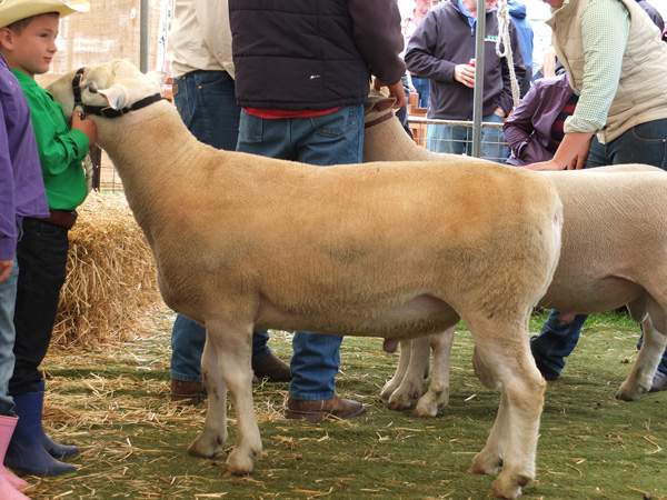 DSCF7588- Champion White Suffolk Ram Walcha Show 2017