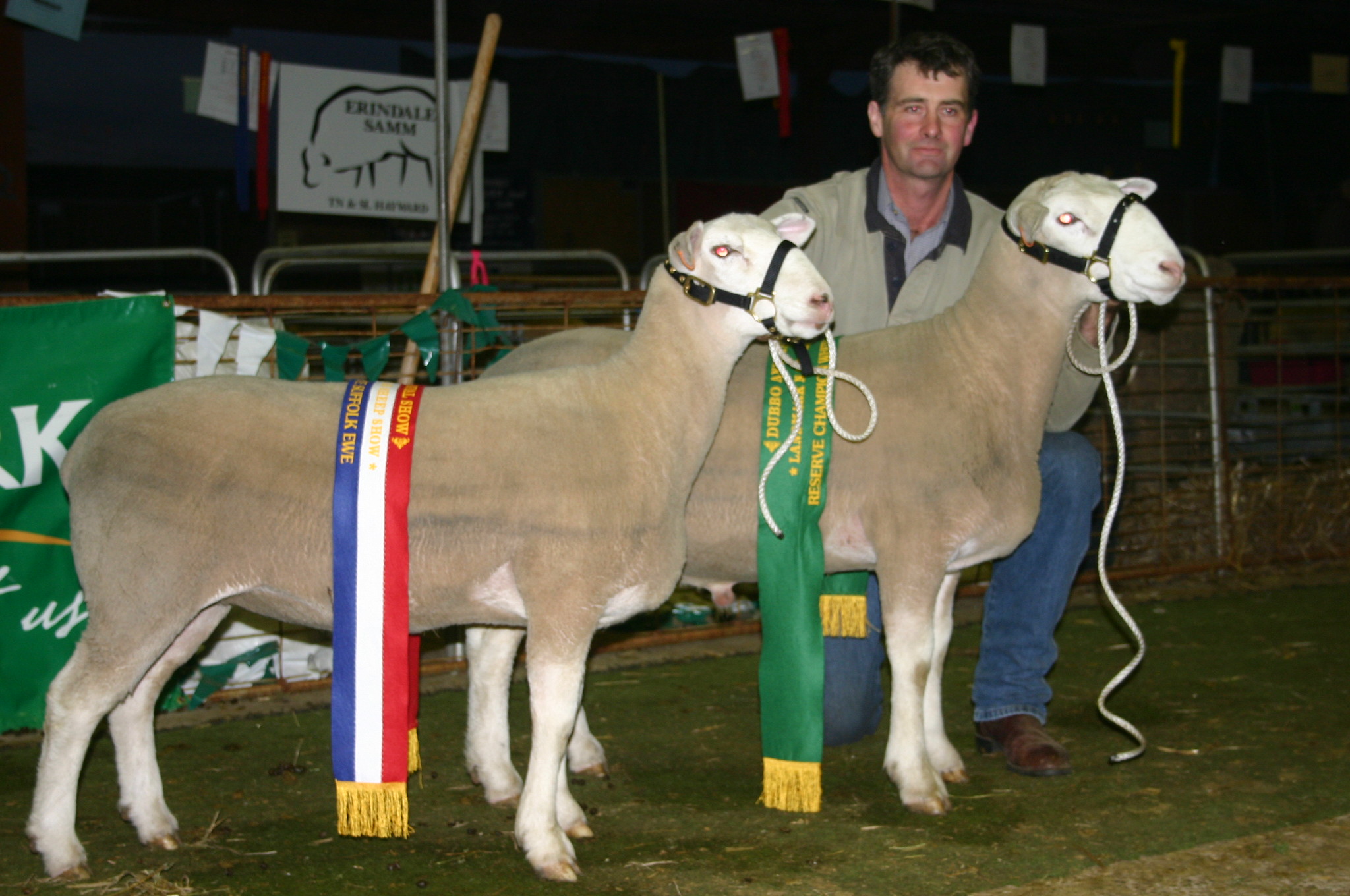 Champion Ewe & Reserve champion Ram, Dubbo 2011