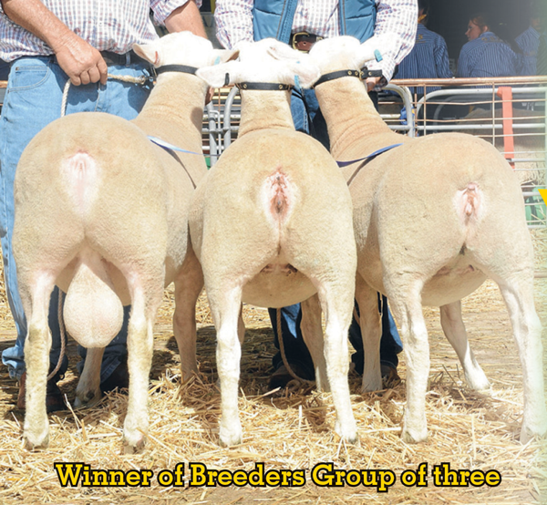 1st Breeders Group of three 2016 NSW Sheep Show