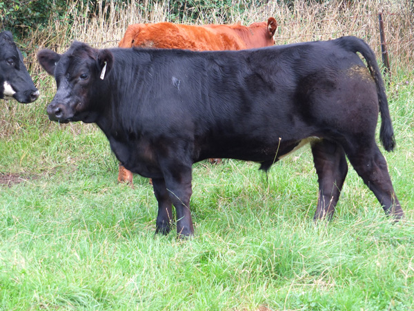 Glen Innes Potential Steer Sale - $3022