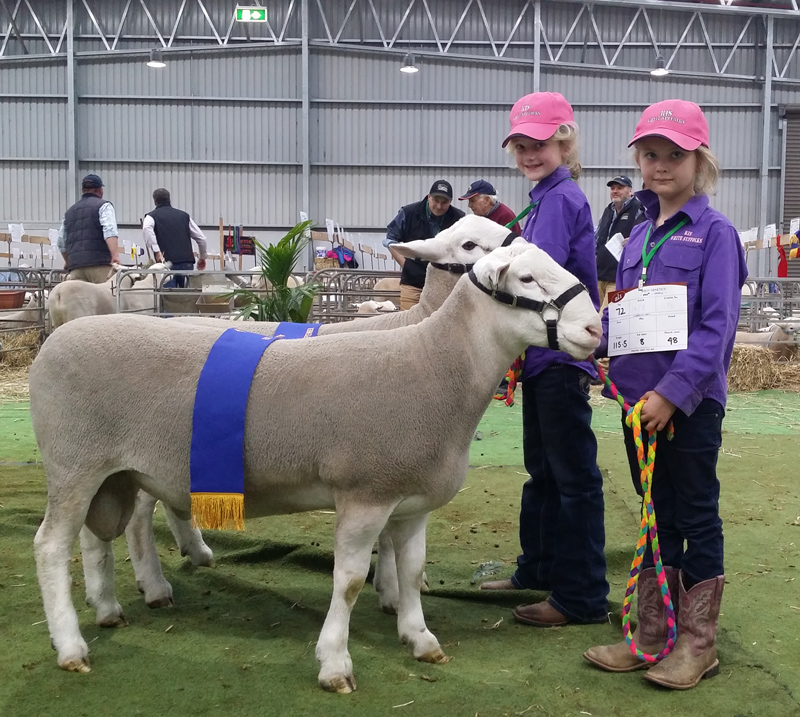 KIS-winning-pair-rams-at-Bendigo---selling-to-Sunnybank-&-Creamore-studs-and-Almondvale