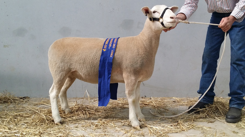Smithston---July-Ewe-at-Bendigo,-sold-to-Rangeview-$3000 Smithston---July-Ewe-at-Bendigo,-sold-to-Rangeview-$3000
