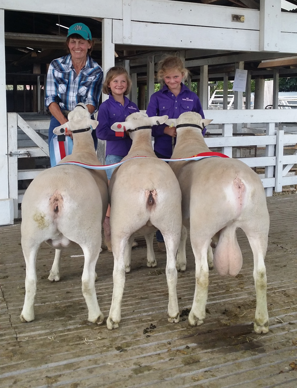 winning-interbreed-group-3-geln-innes-and-walcha-shows---WS winning-interbreed-group-3-geln-innes-and-walcha-shows---WS