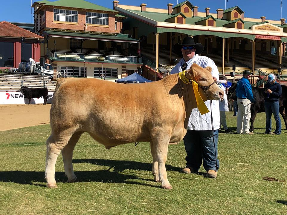 Luscimbe, Cahdwick Steer